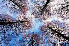 2025年出生木命人：財運愛情婚運全解析