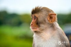 属猴人出生12个月12种不同命