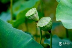 处暑是什么意思呀?暑气到这就该收摊了