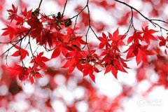 甲寅日出生者八字命運全解析
