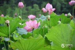 2023年三伏天從哪天開始到哪天結束？四種人不能用三伏貼