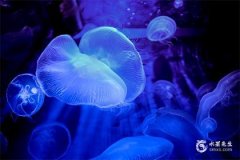 丙火命是什么意思？丙火的人為什么命不長？