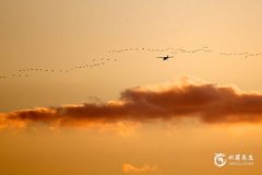 戊戌日柱2025年事業(yè)運(yùn)勢(shì)詳解 機(jī)遇與挑戰(zhàn)并存
