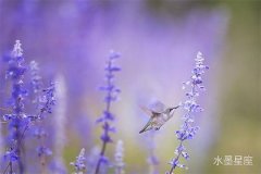 海王星在第一宮逆行，桃花運會發(fā)生哪些不可思議的變化