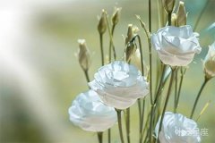 摩羯座女生性格特點(diǎn)與愛情關(guān)系的解析
