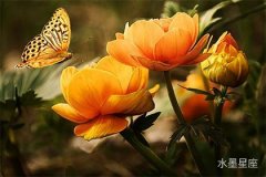 處女座的桃花運是什么