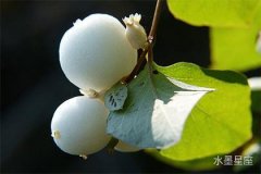 心靈的奇遇，海王星在第八宮逆行是什么意思