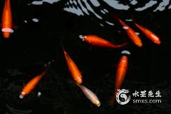 2022年生肖鸡用什么摆件最好，如何提
