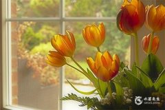 大门靠西南方好不好：风水学中的西