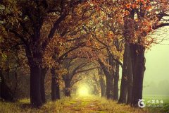 属猪今年犯太岁吗？属猪的2025年运势
