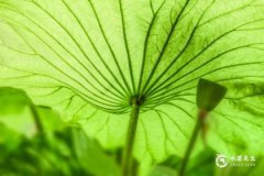 节气茶邹明华小暑 小暑喝什么茶有讲究