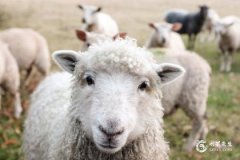 2023年属羊的虚岁周岁多大了，兔年事业运势如何？