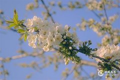 1966年属什么生肖：性格特点与运势解析