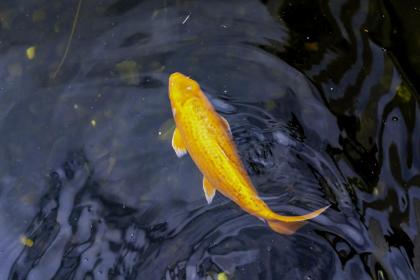 养鱼风水,养锦鲤几条好,风水知识