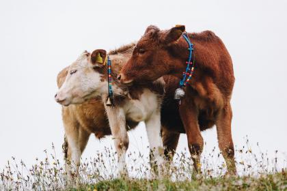 2021年属牛的人重阳节出生命好吗？