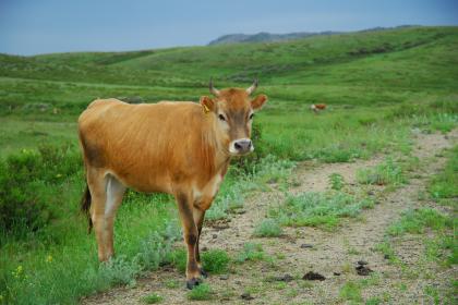 1985年立夏节气出生的牛命理,属牛人农历哪天出生好命？