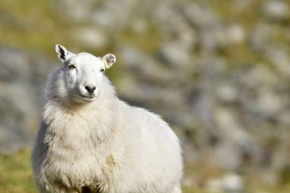 生肖羊注定的命中伴侣是谁，生肖羊2018年运势如何？