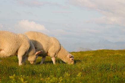 2015年立夏节气当天出生属羊人命好吗,生肖羊和什么最配