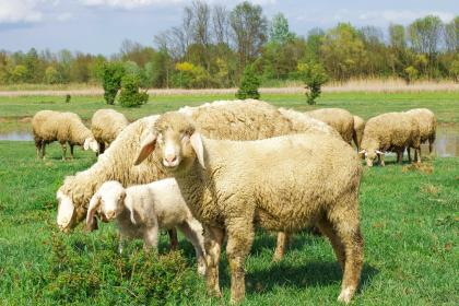 男羊女羊婚姻怎么样？属羊农历五月出生的命运怎样？