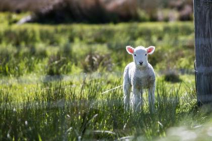 18日生羊宝宝人生多变？属羊和什么属相相冲？