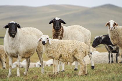 属羊的人会因为什么而选择结婚呢，属羊人的性格分析！