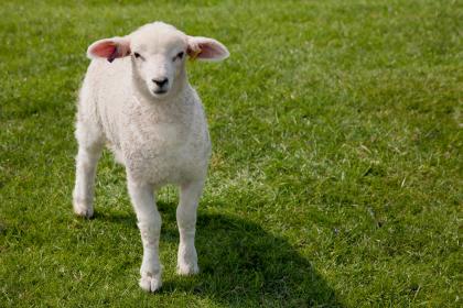 6日出生的2015年羊宝宝大器晚成吗？事业运怎样？