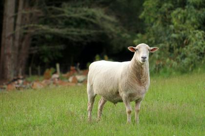 男羊与女猪婚姻幸福吗？二十六日生的属羊人命好吗？