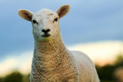 属羊的宝宝哪个点出生比较好？